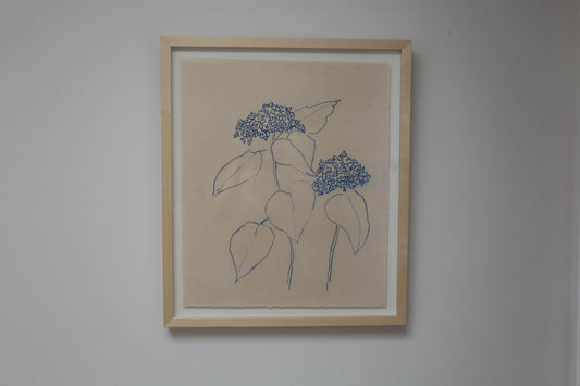 Backyard Hydrangeas