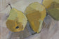 Three Pears